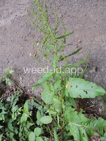 dock, broadleaf
